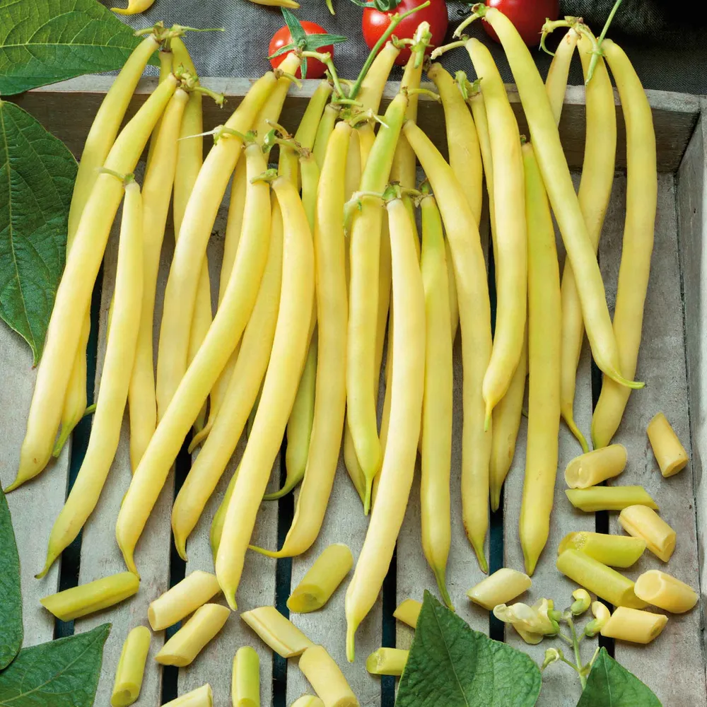 VEGSOW Pencil Pod Wax Bush Bean Seeds - High Purity Heirloom Variety