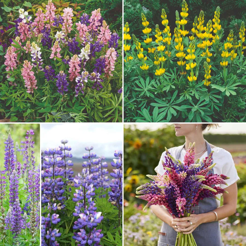 VEGSOW Lupine Flower Seed Mix - Perennial Garden Seeds for Pollinator Habitats
