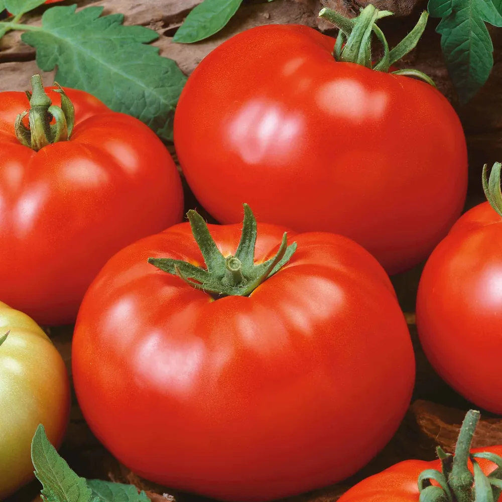 VEGSOW Beefsteak Tomato Seeds (Determinate Variety)