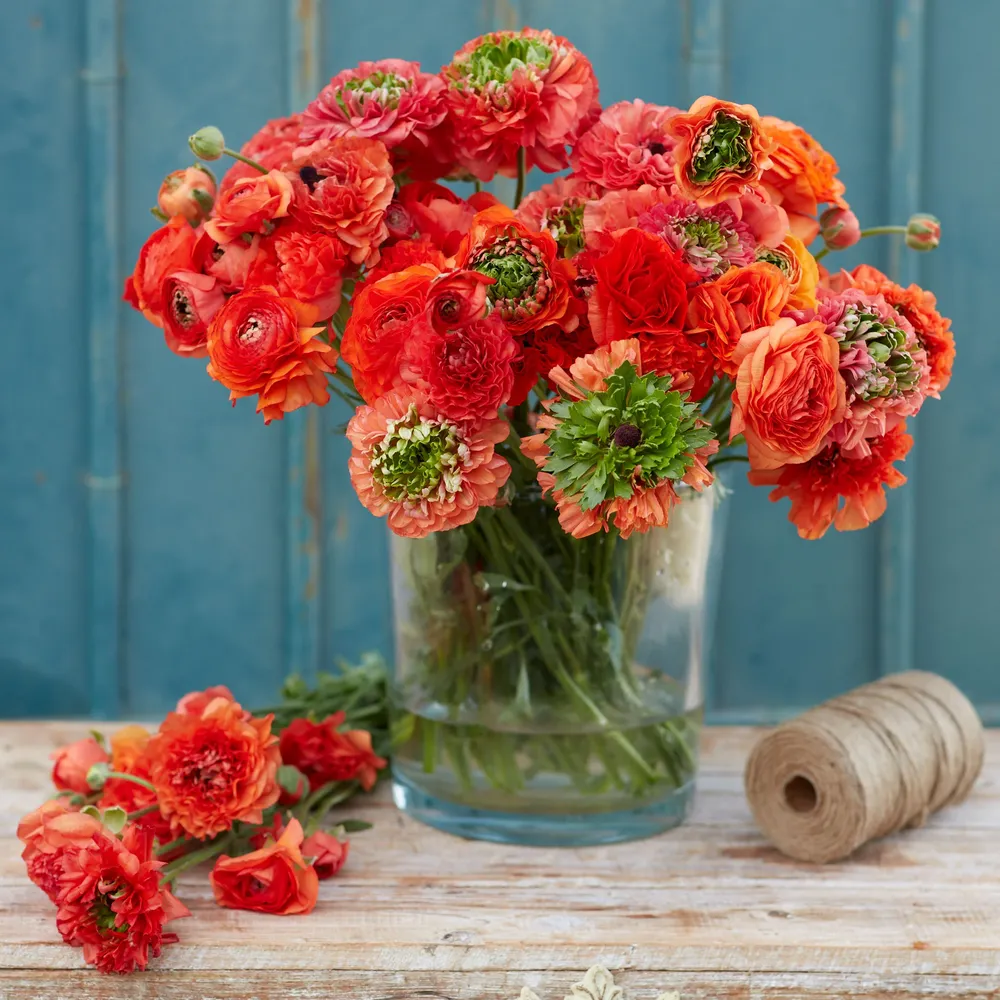 VEGSOW Ranunculus Bulbs - Super Green Orange
