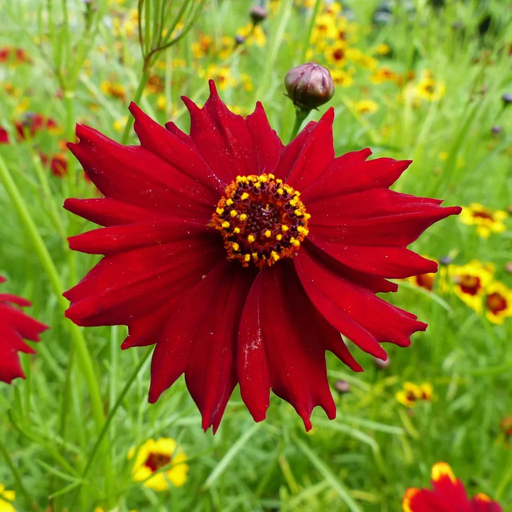 VEGSOW Plains Coreopsis Seeds - Tall Red