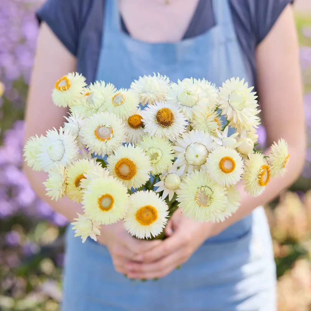 VEGSOW Strawflower Seeds - King Size Frosted Sulphur