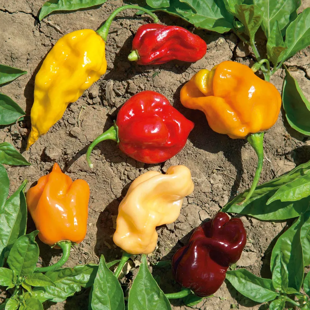 VEGSOW Habanero Pepper Seeds Mix - Heirloom Hot Pepper Variety Pack