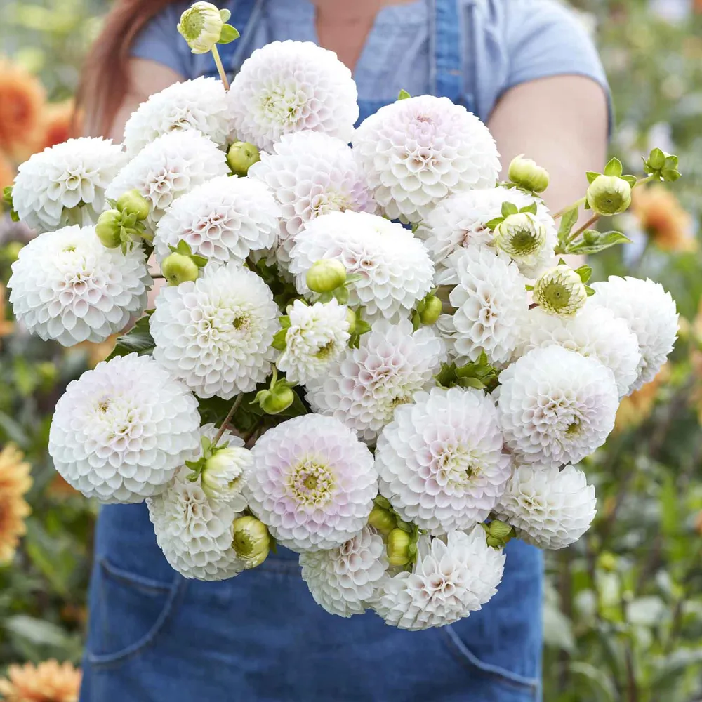 VEGSOW Pink Pearl Ball Dahlia Tubers