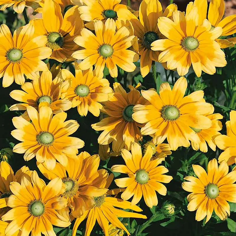 VEGSOW Black Eyed Susan Seeds - Green Eyes Rudbeckia Hirta
