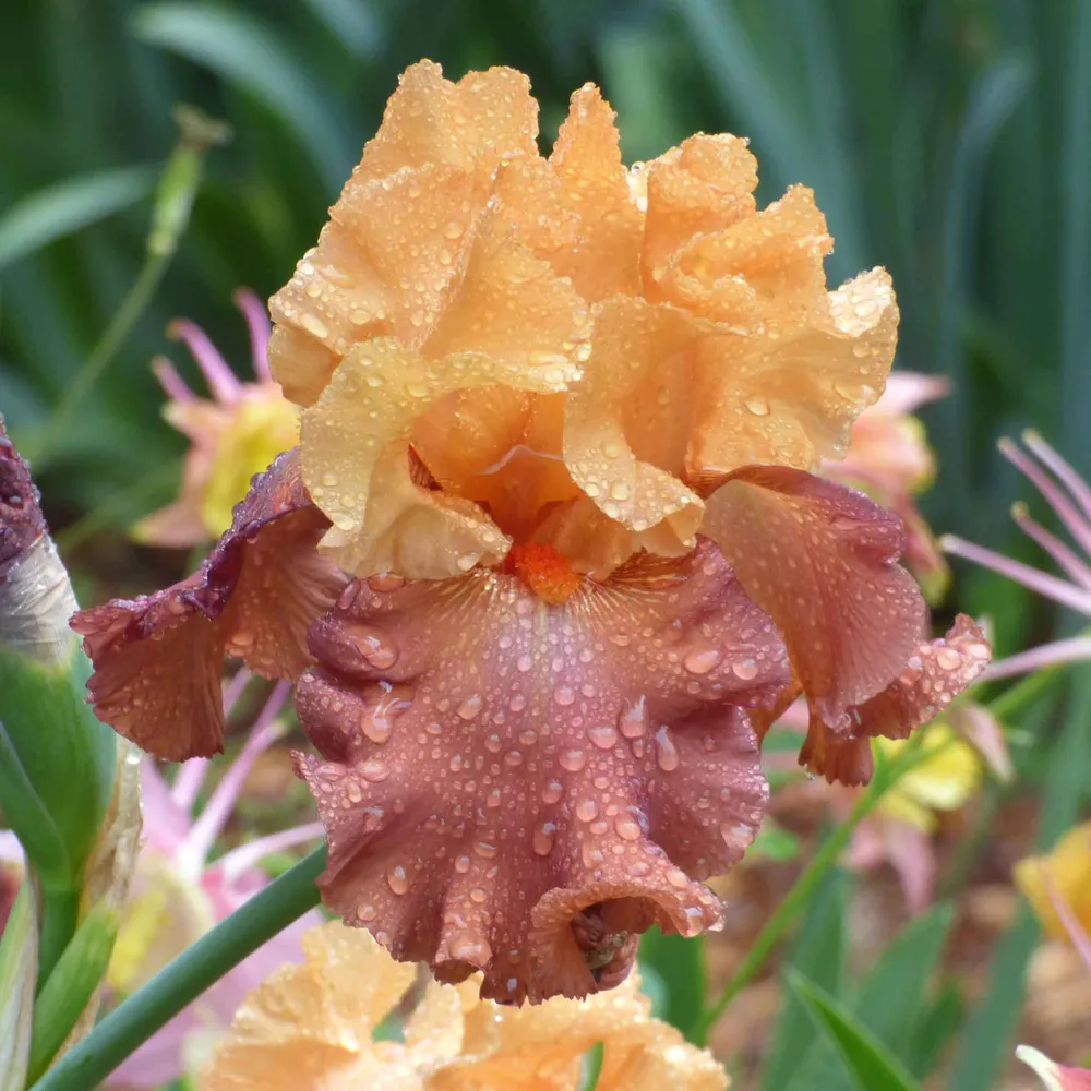 VEGSOW Bearded Iris Bulbs - Lovely Senorita Perennial Rhizomes