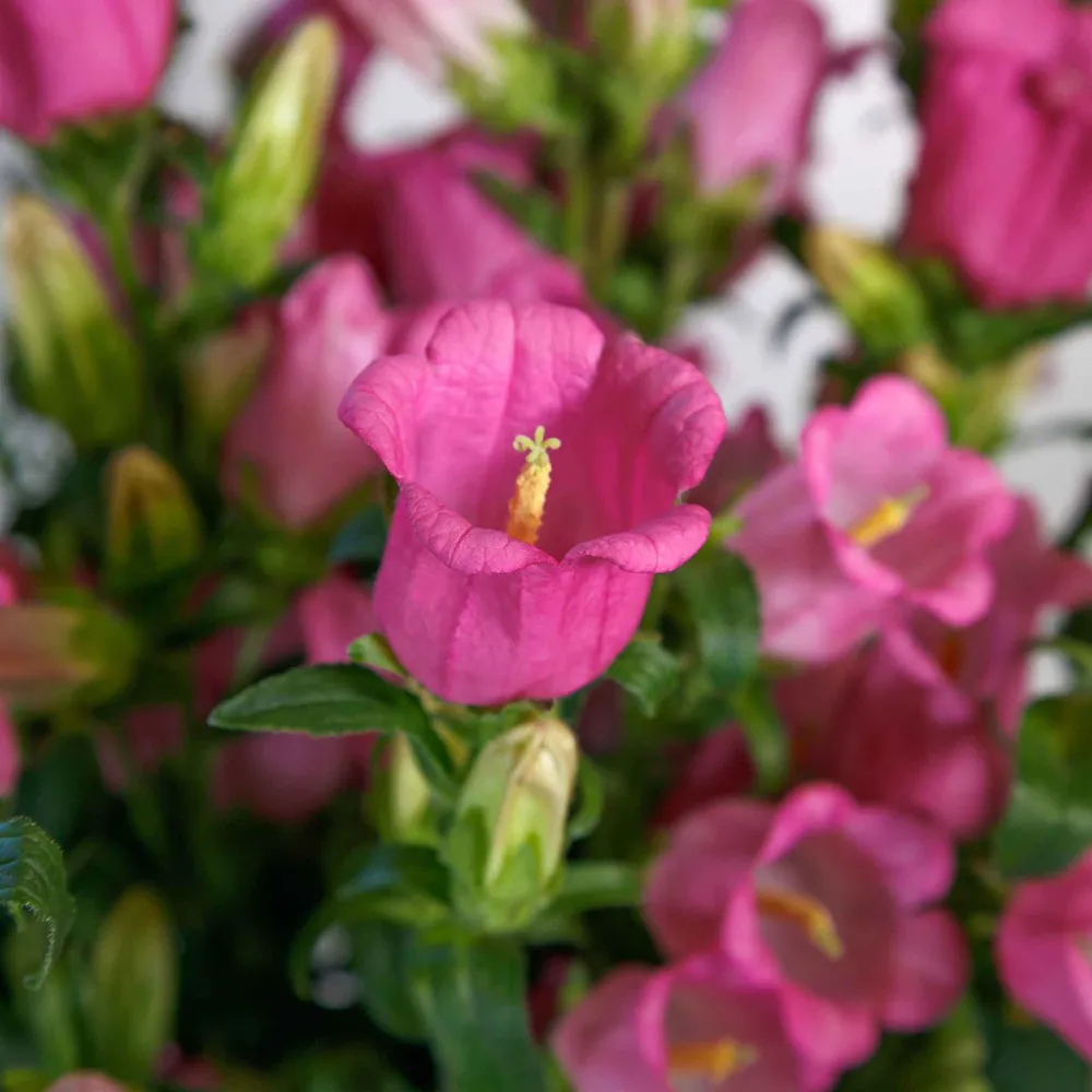 VEGSOW Canterbury Bells Seeds - Champion II Rose
