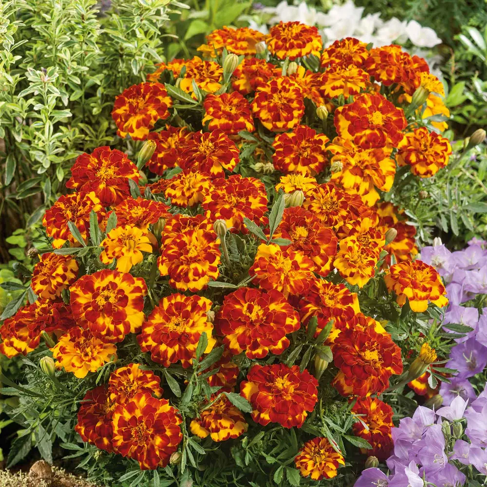 VEGSOW French Marigold Seeds - Bolero Variety