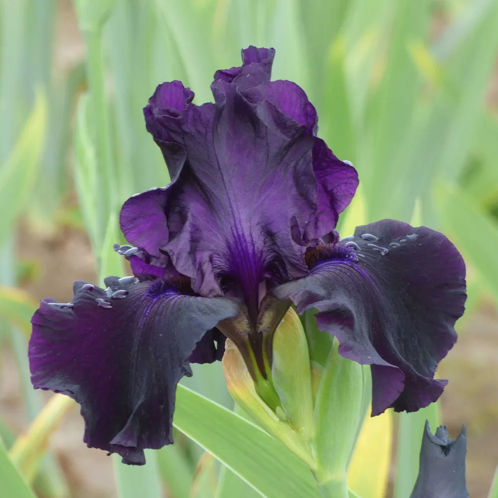 VEGSOW Ozark Rebounder Bearded Iris Bulbs - Re-Blooming Perennial Rhizomes