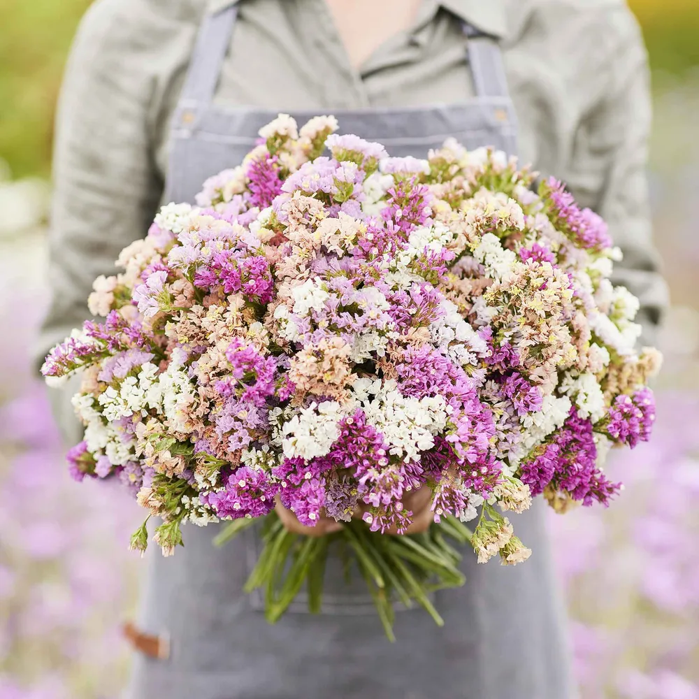 Statice Seeds - Pastel Mix Flower Seeds for Garden Planting
