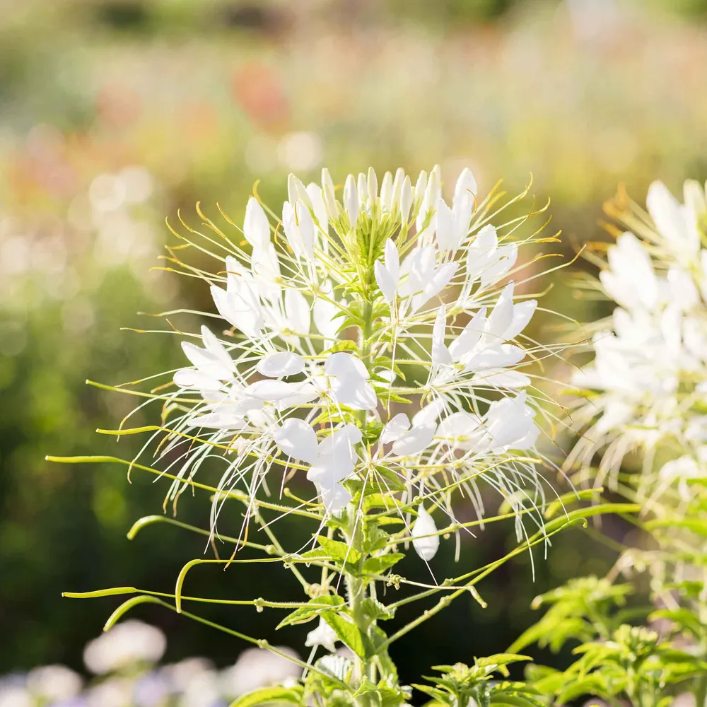 VEGSOW White Queen Cleome Seeds - Elegant Spider Flower Heirloom Variety