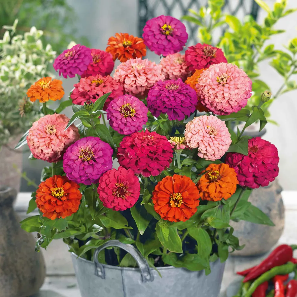 VEGSOW Zinnia Seeds - Pulcino Mix