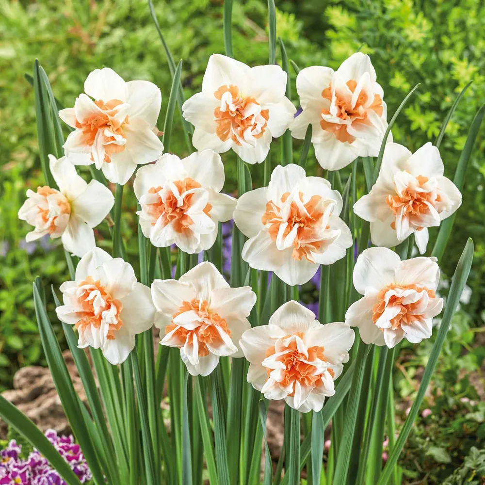 VEGSOW Extravaganza Daffodil Bulbs for Spring Garden Planting