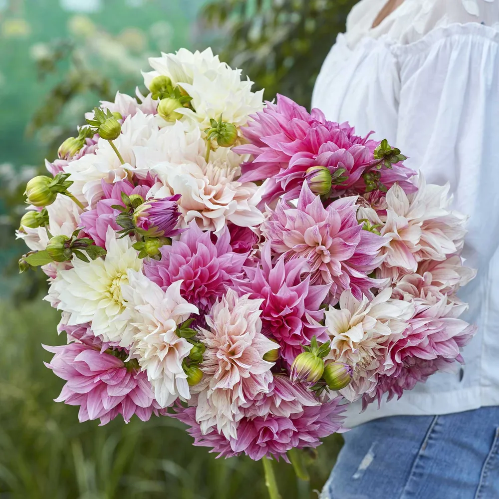 VEGSOW Dinnerplate Dahlia Tubers - Café Au Lait Mix