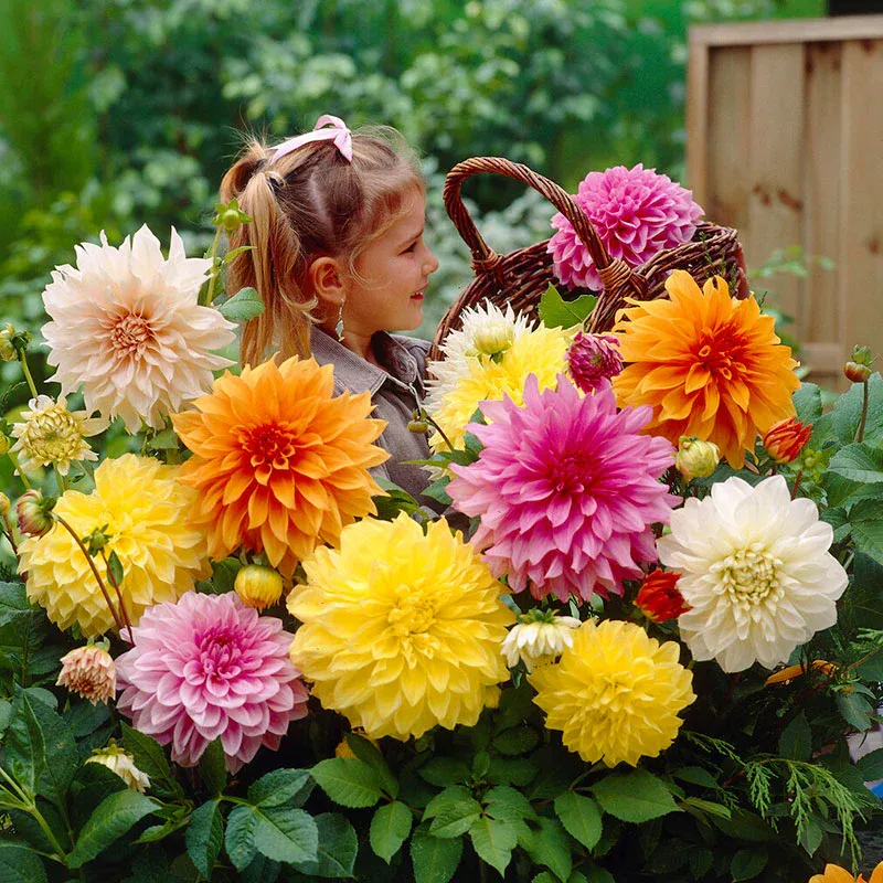 VEGSOW Dinnerplate Dahlia Tubers Mix - Large Flowering Garden Bulbs
