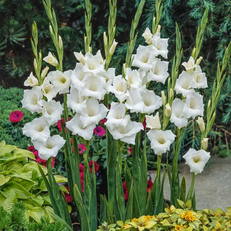 VEGSOW Gladiolus Flower Bulbs - White Prosperity