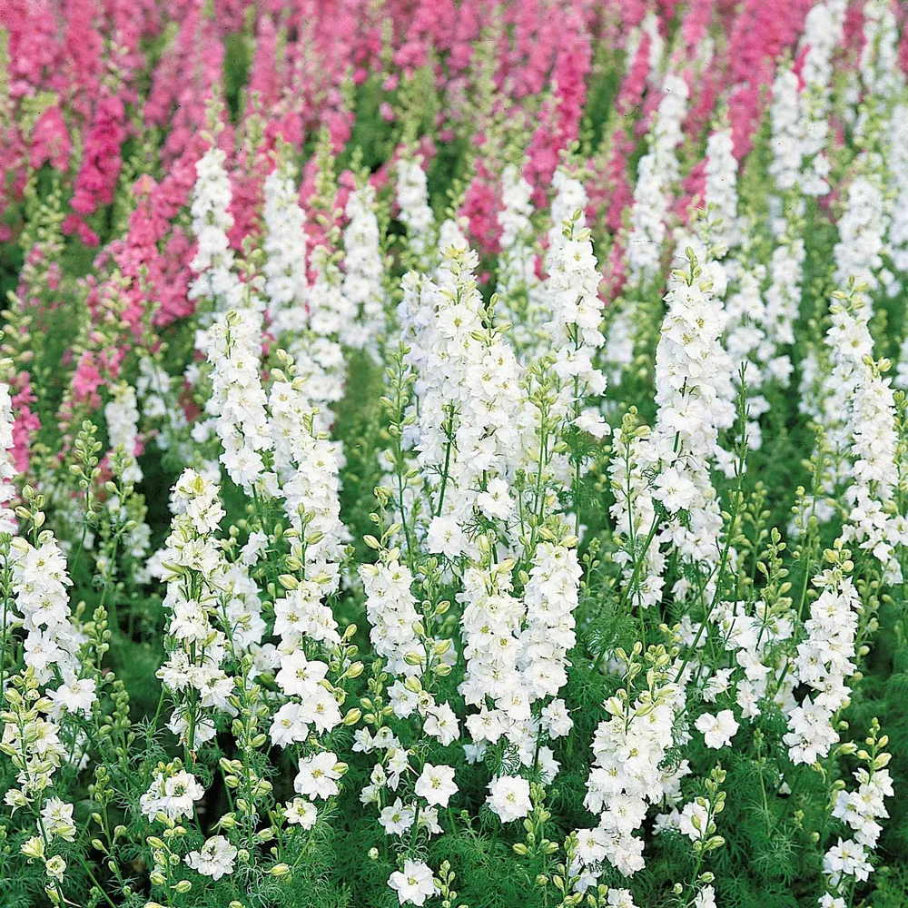 VEGSOW White King Delphinium Seeds - Tall Perennial Flower Seeds