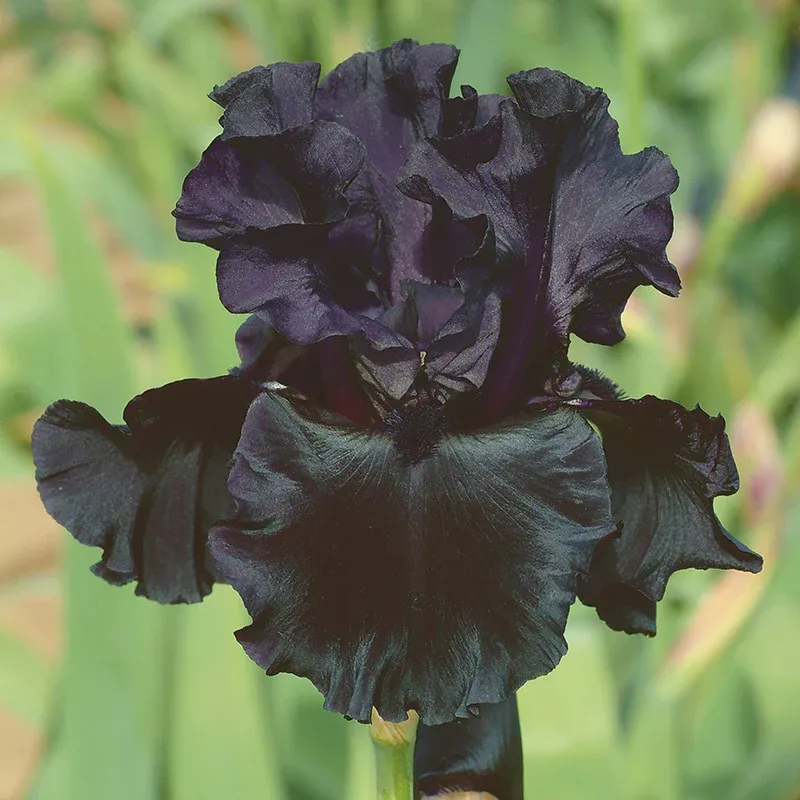 VEGSOW Bearded Iris Bulbs - Black Suited Perennial Flower Roots