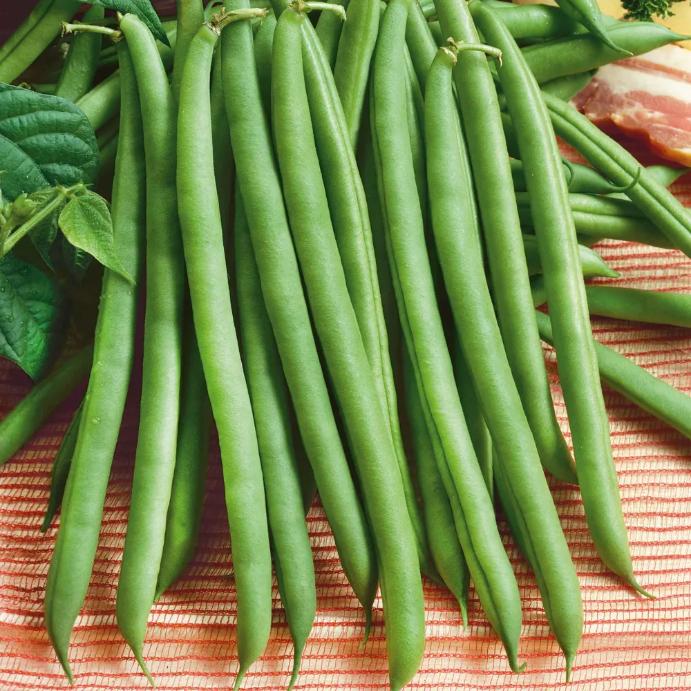 VEGSOW Provider Bush Bean Seeds - Organic Heirloom Vegetable Seeds
