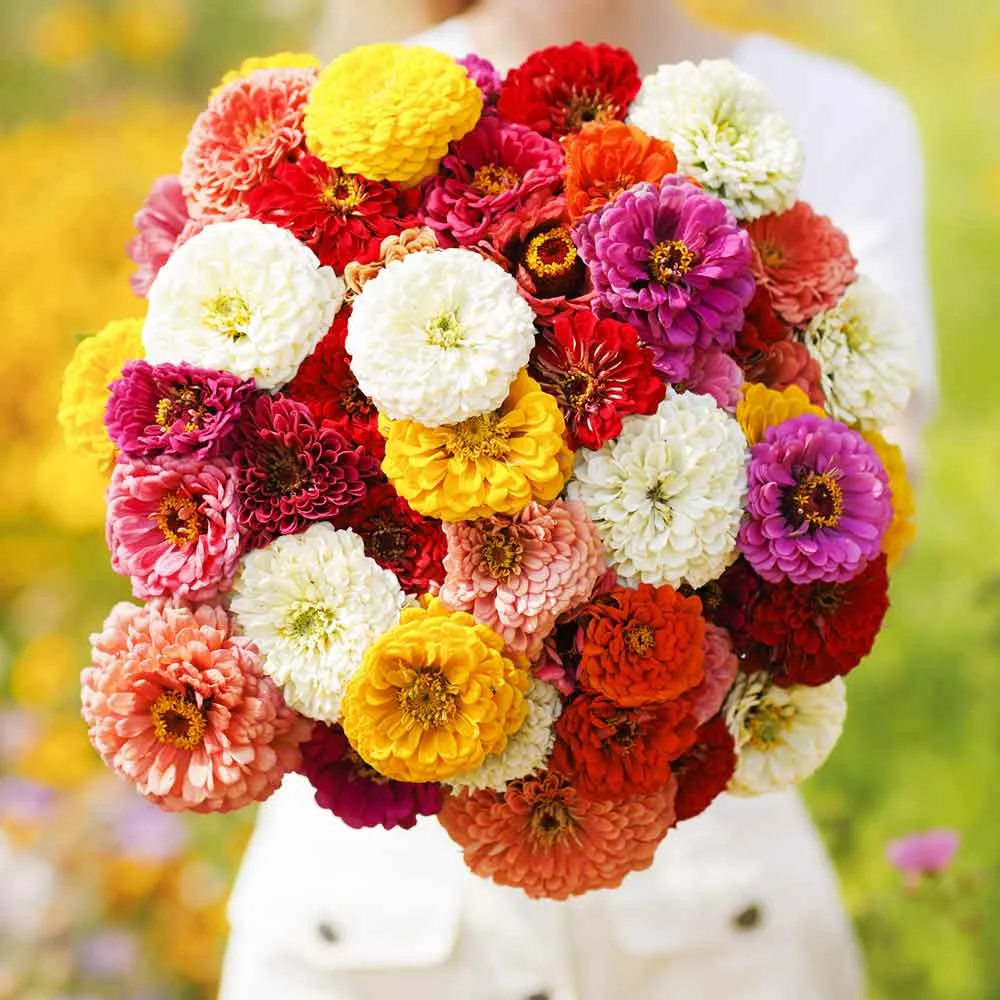 VEGSOW Zinnia Seeds - Oklahoma Mix, Annual Flower Seeds for Garden Planting
