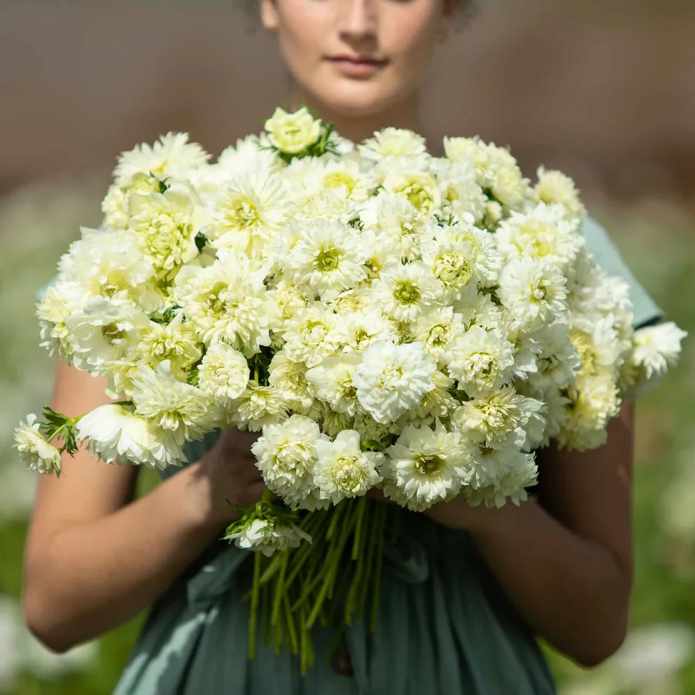 VEGSOW Fullstar White Anemone Bulbs