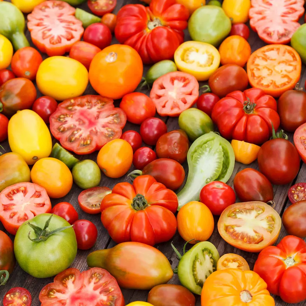 VEGSOW Tomato Seeds - Culinary Blend