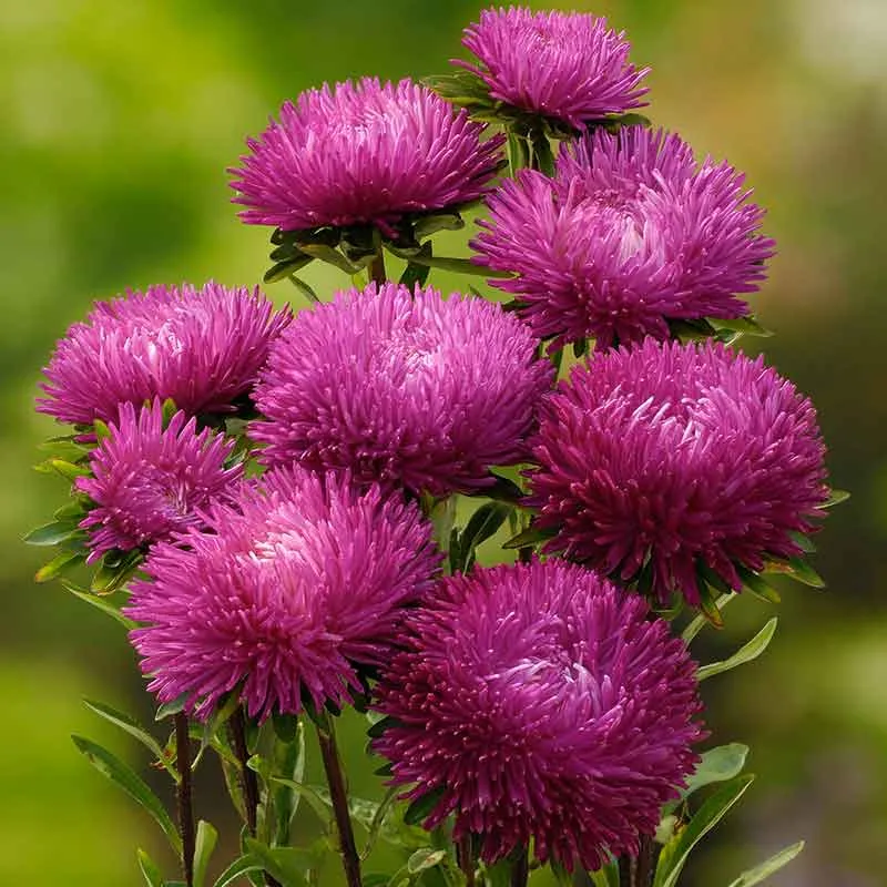 Jewelaster Rose Aster Seeds (Semi-Dwarf)