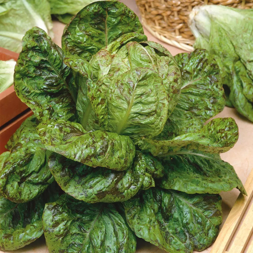 VEGSOW Freckles Lettuce Seeds - Heirloom Speckled Leaf Variety