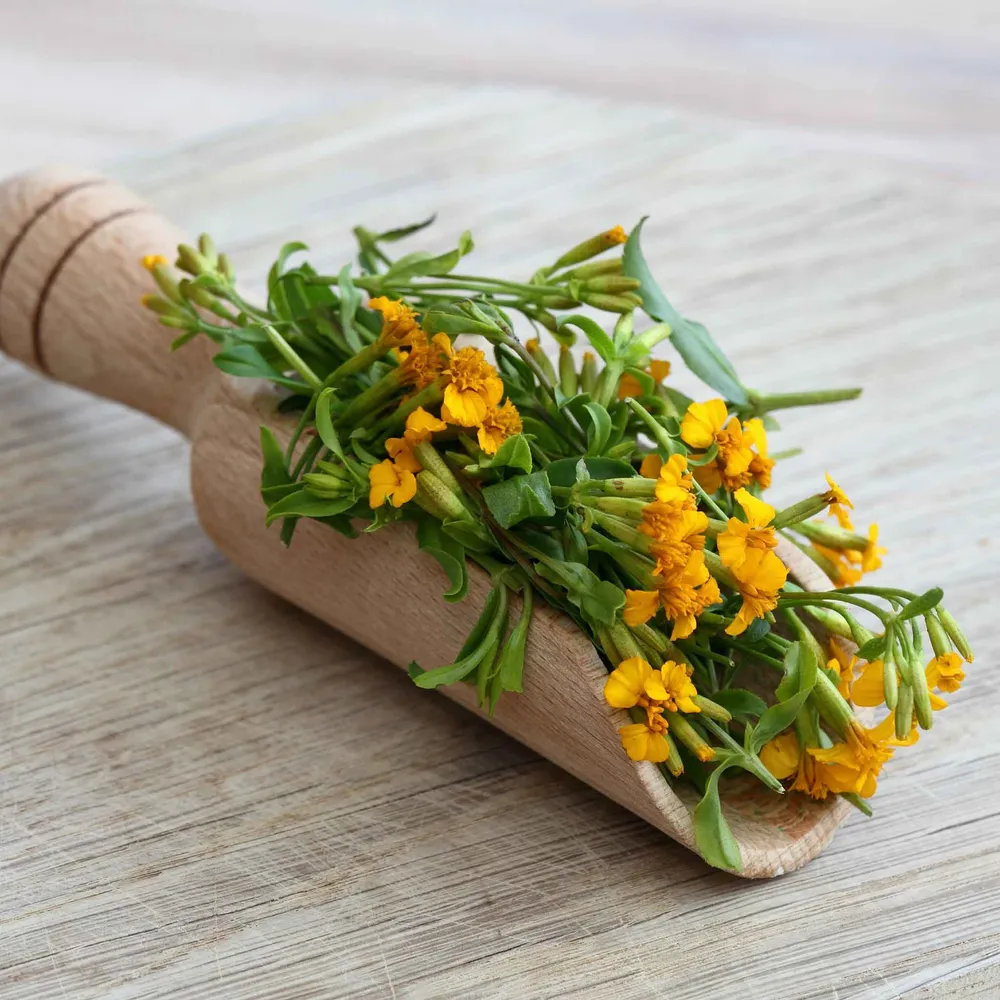 VEGSOW Mexican Tarragon Seeds (Tagetes lucida) - Heirloom Culinary Herb Seeds