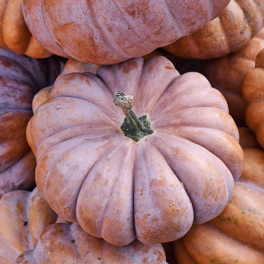 VEGSOW Musquee de Provence Pumpkin Seeds - Heirloom Winter Squash Seeds