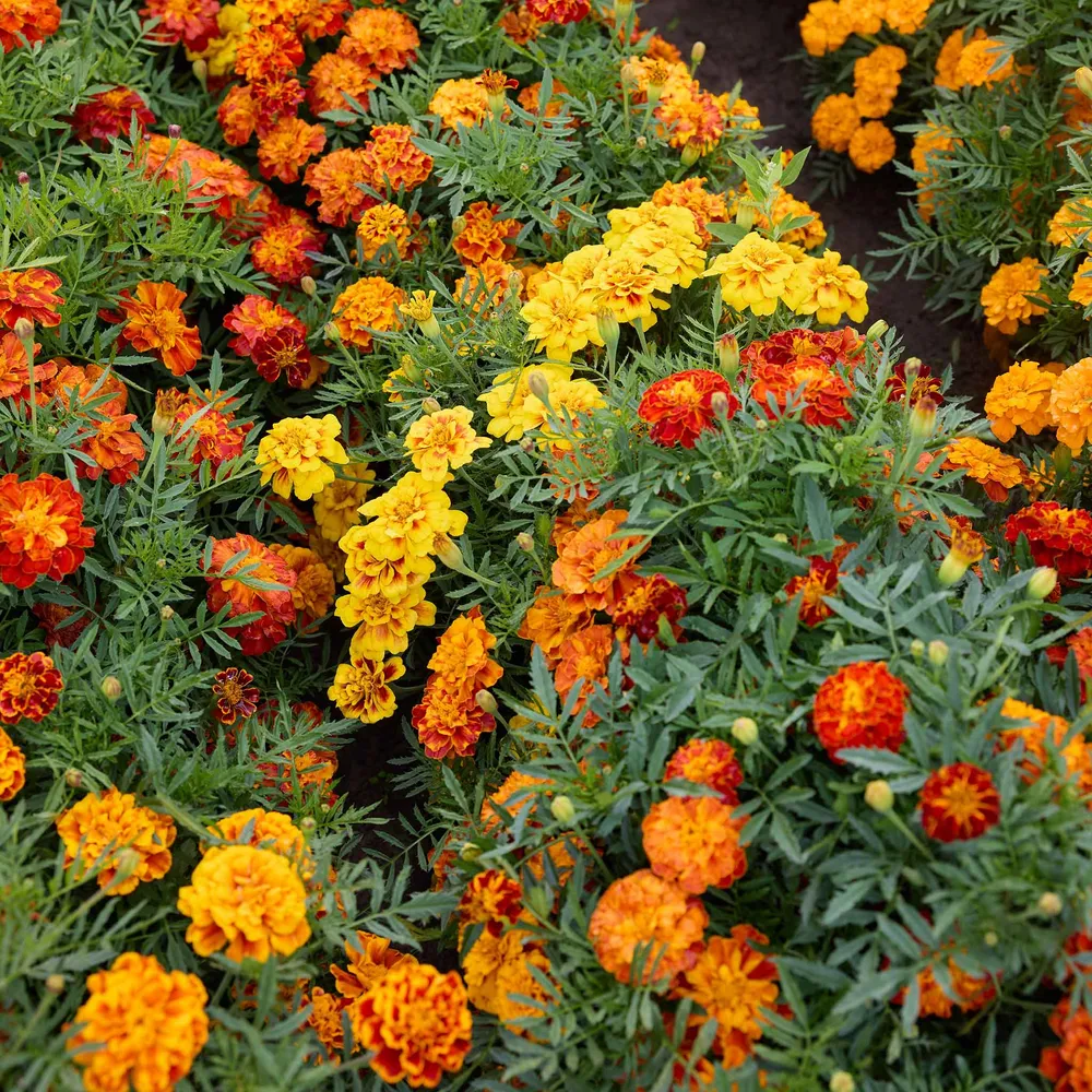 VEGSOW French Marigold Seeds - Brocade Mix