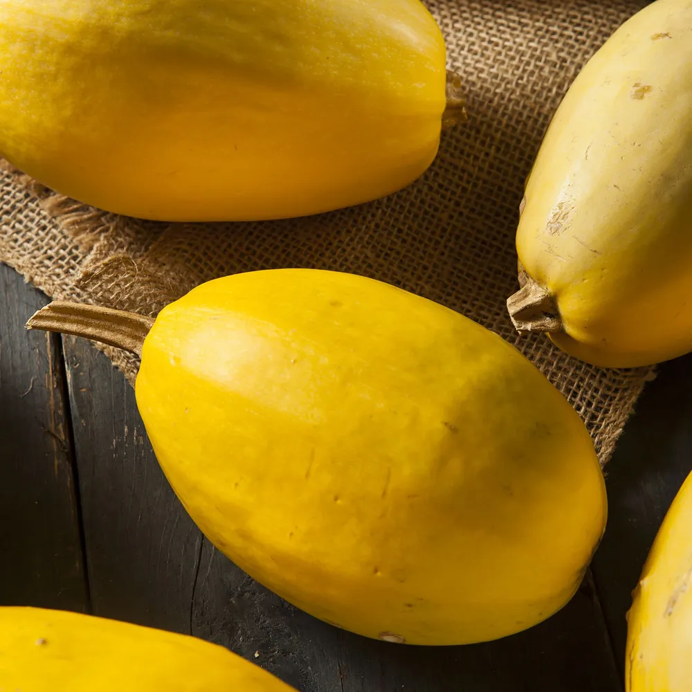VEGSOW Organic Vegetable Spaghetti Squash Seeds - Heirloom Non-GMO Variety