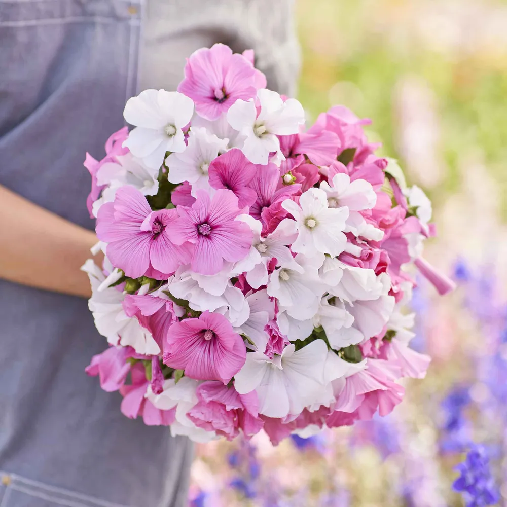 VEGSOW Rose Mallow Seeds - Mixed Colors Hibiscus Moscheutos