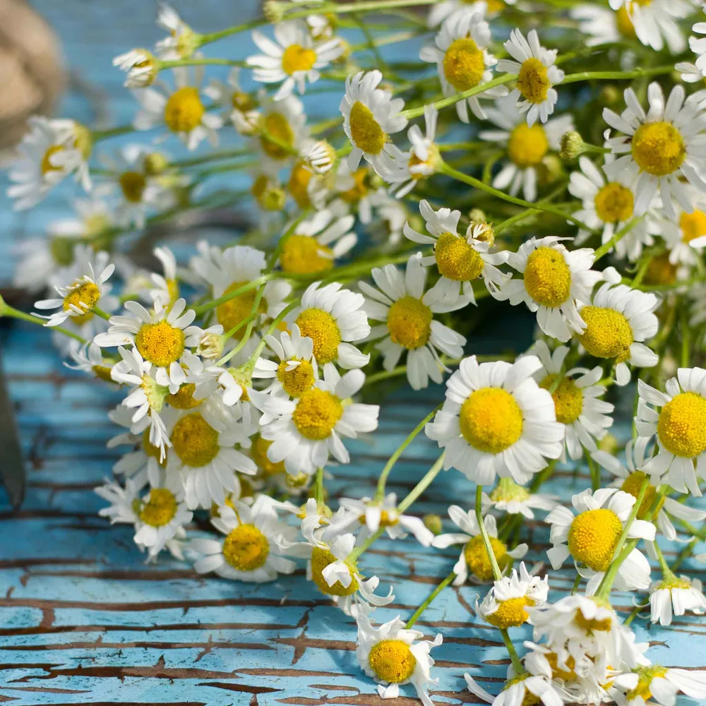 VEGSOW Roman Chamomile Seeds - Heirloom Medicinal Herb Planting Seeds