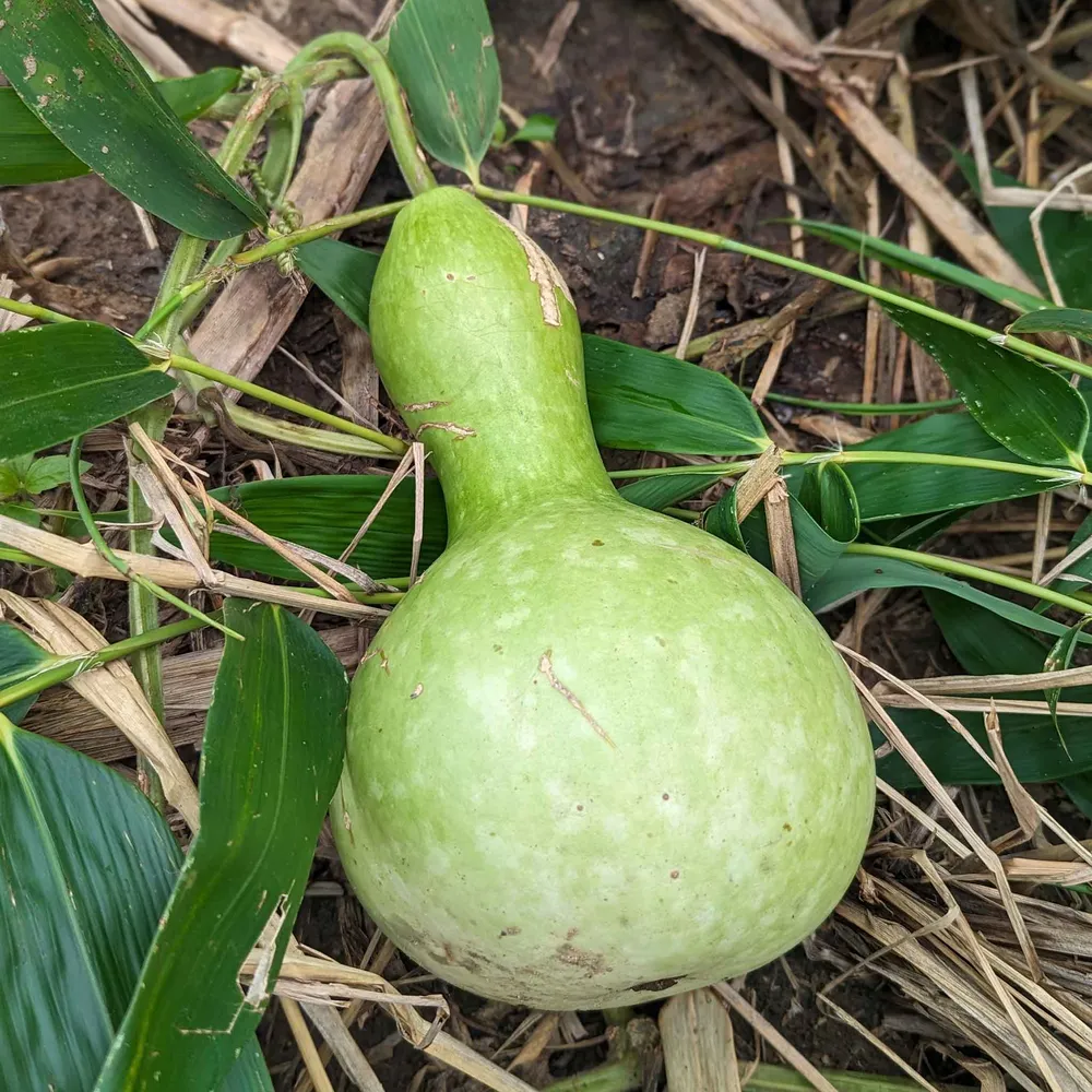 VEGSOW Birdhouse Gourd Seeds - Heirloom Bottle Gourd Seeds for Gardening
