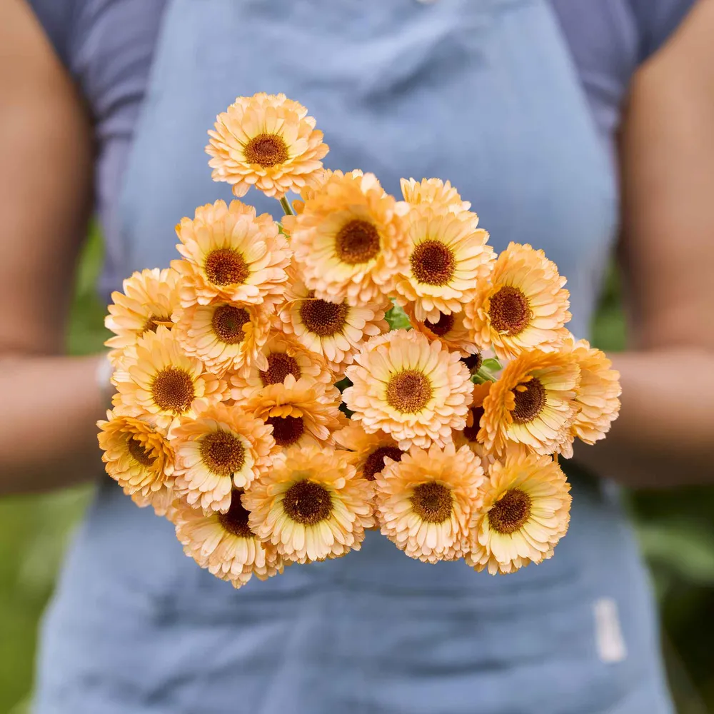 VEGSOW Calendula Seeds - Pink Surprise Heirloom Flower Seeds