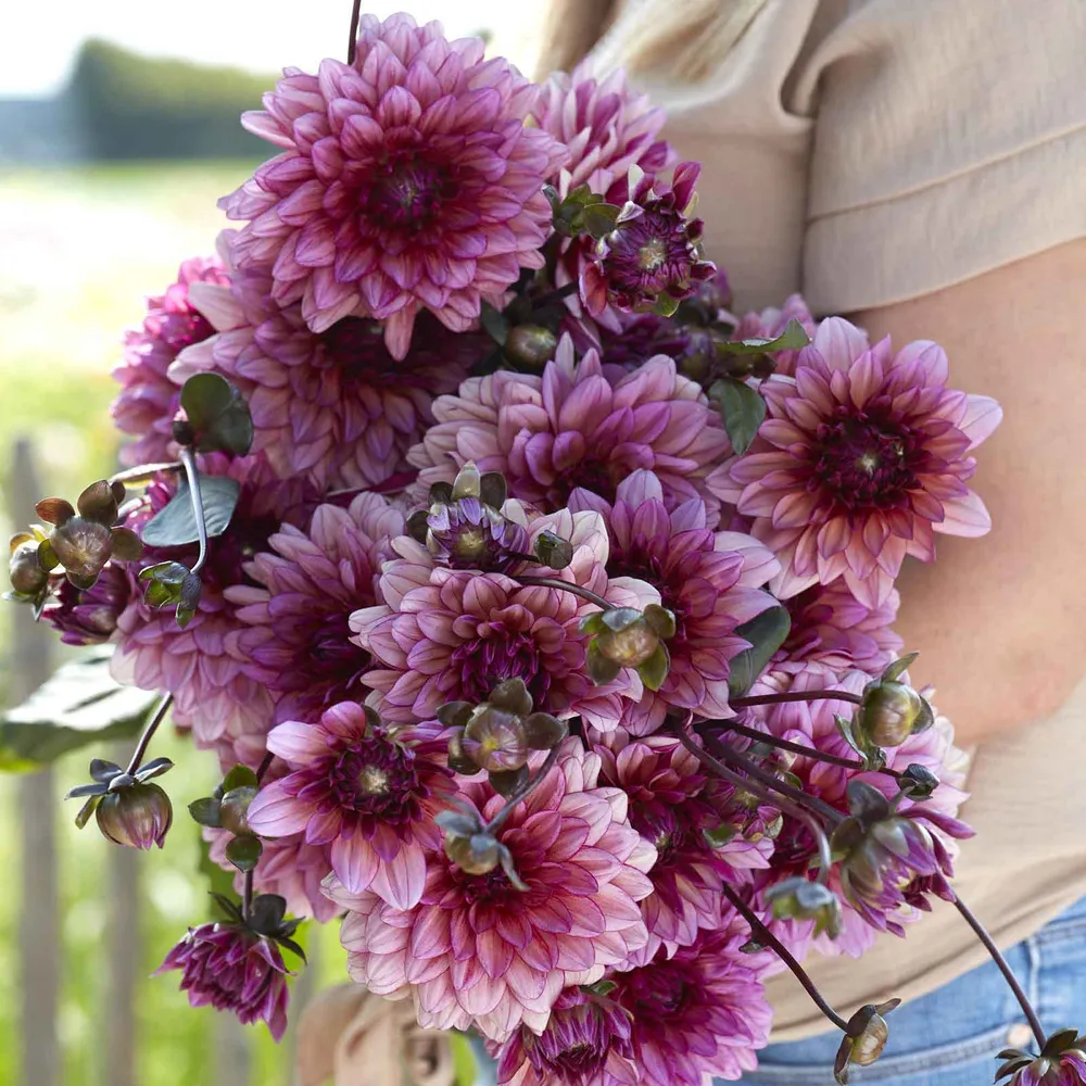 VEGSOW Decorative Dahlia Tubers - Molly Raven