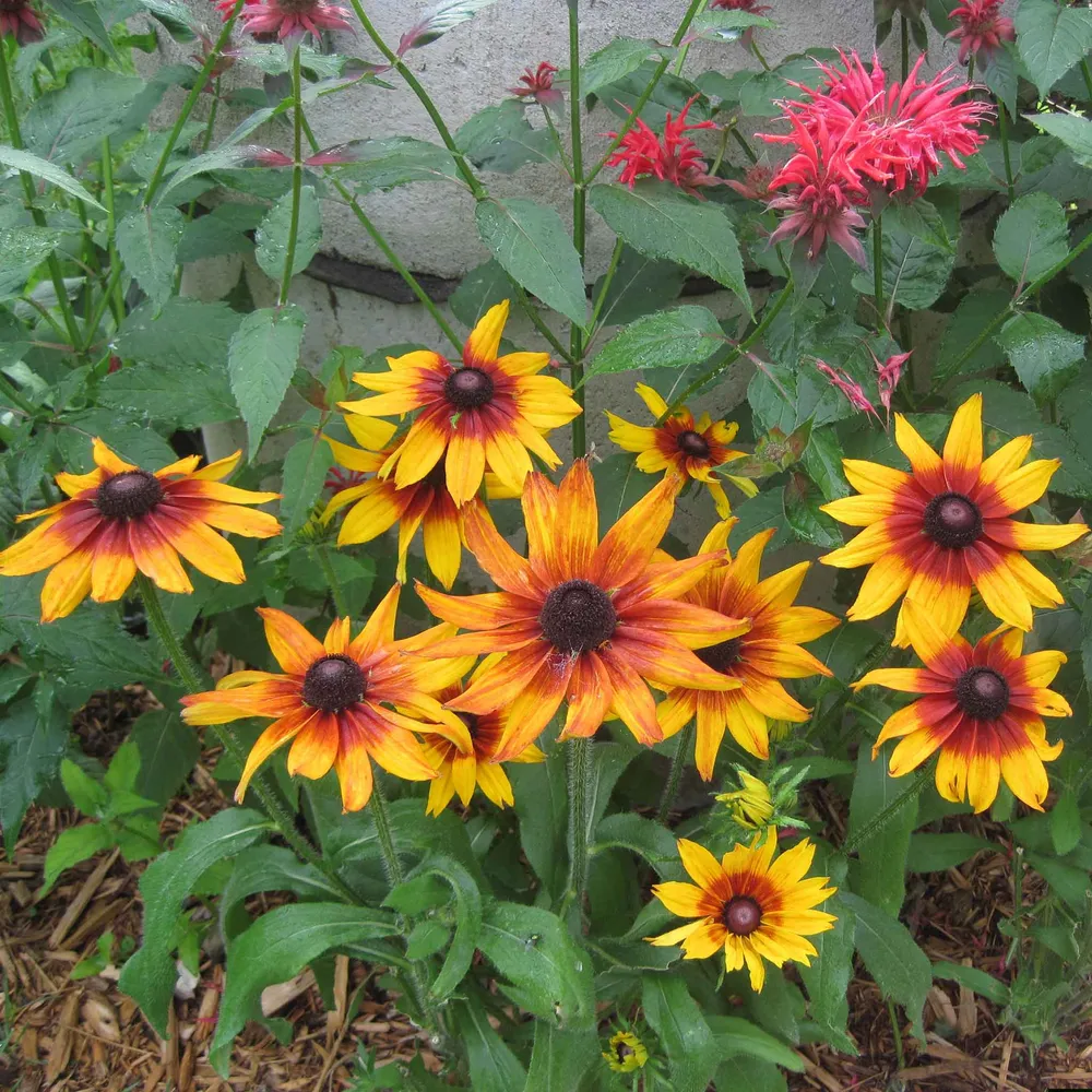 VEGSOW Black Eyed Susan Seeds - Autumn Forest