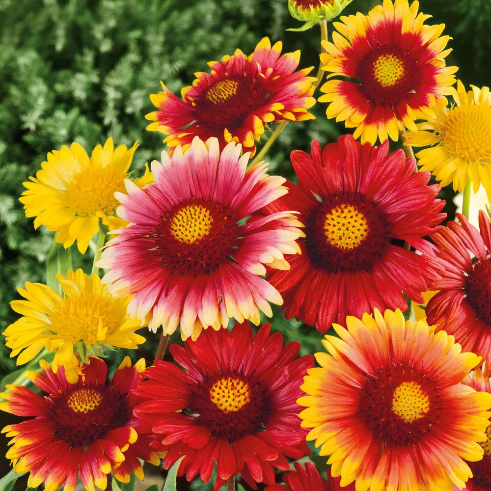 VEGSOW Blanket Flower Seeds - Single Mix