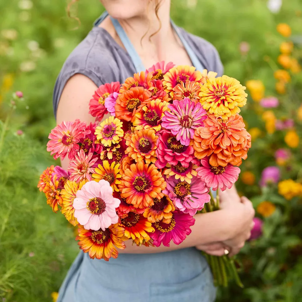 VEGSOW Carrousel Mixed Zinnia Seeds - Annual Heirloom Flower Variety