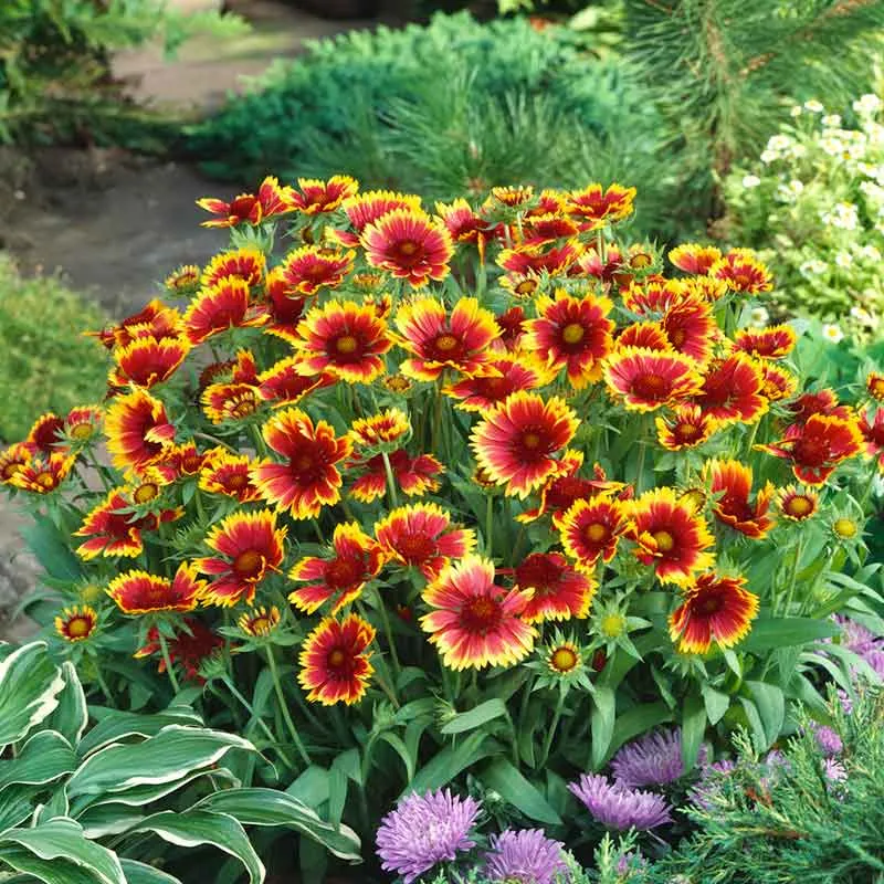 VEGSOW Blanket Flower Seeds - Dwarf Goblin Gaillardia