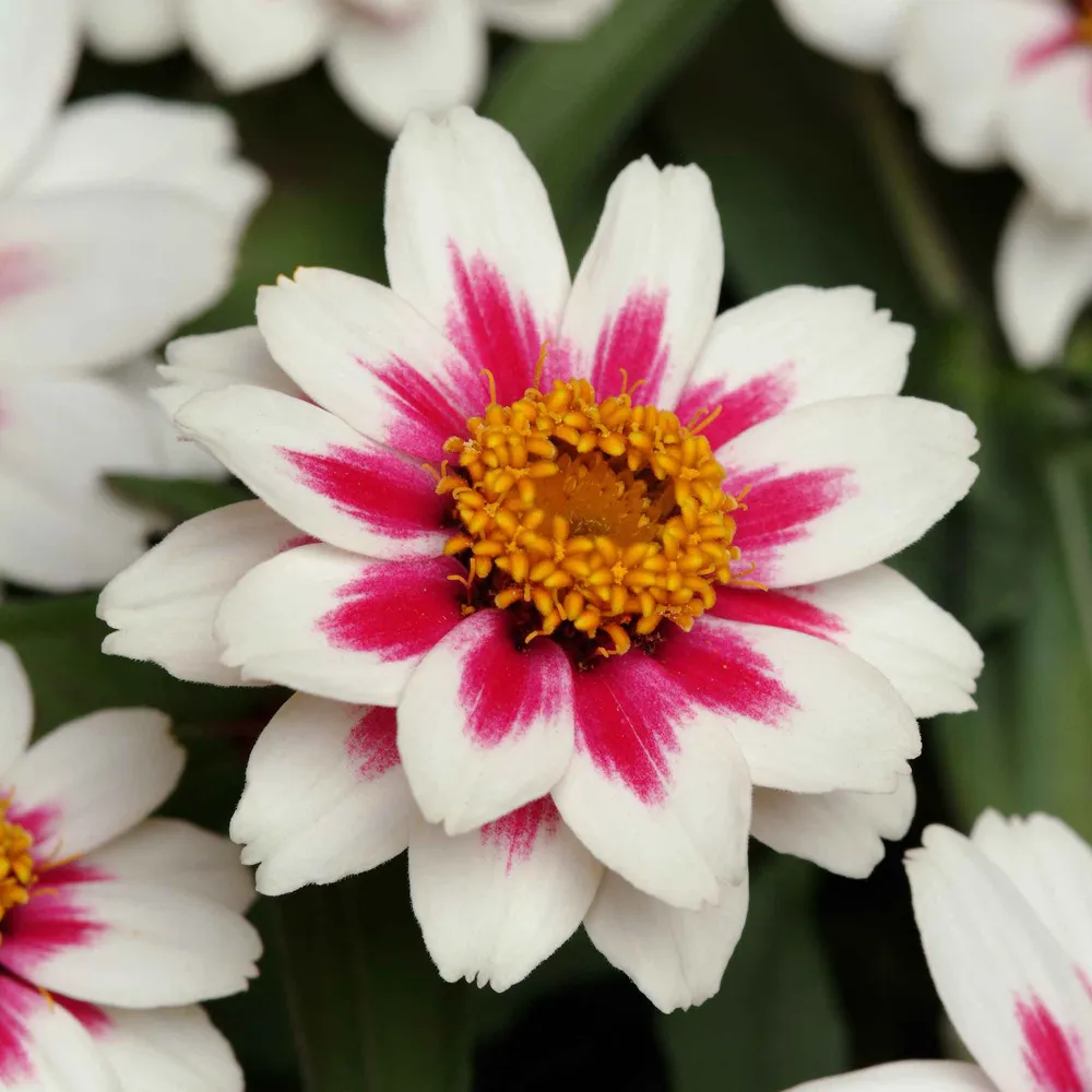 VEGSOW Zahara Starlight Rose Zinnia Seeds - Annual Garden Flower Seeds