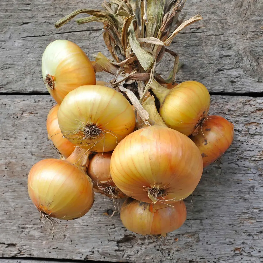 VEGSOW Yellow Granex Onion Seeds - Short Day Variety