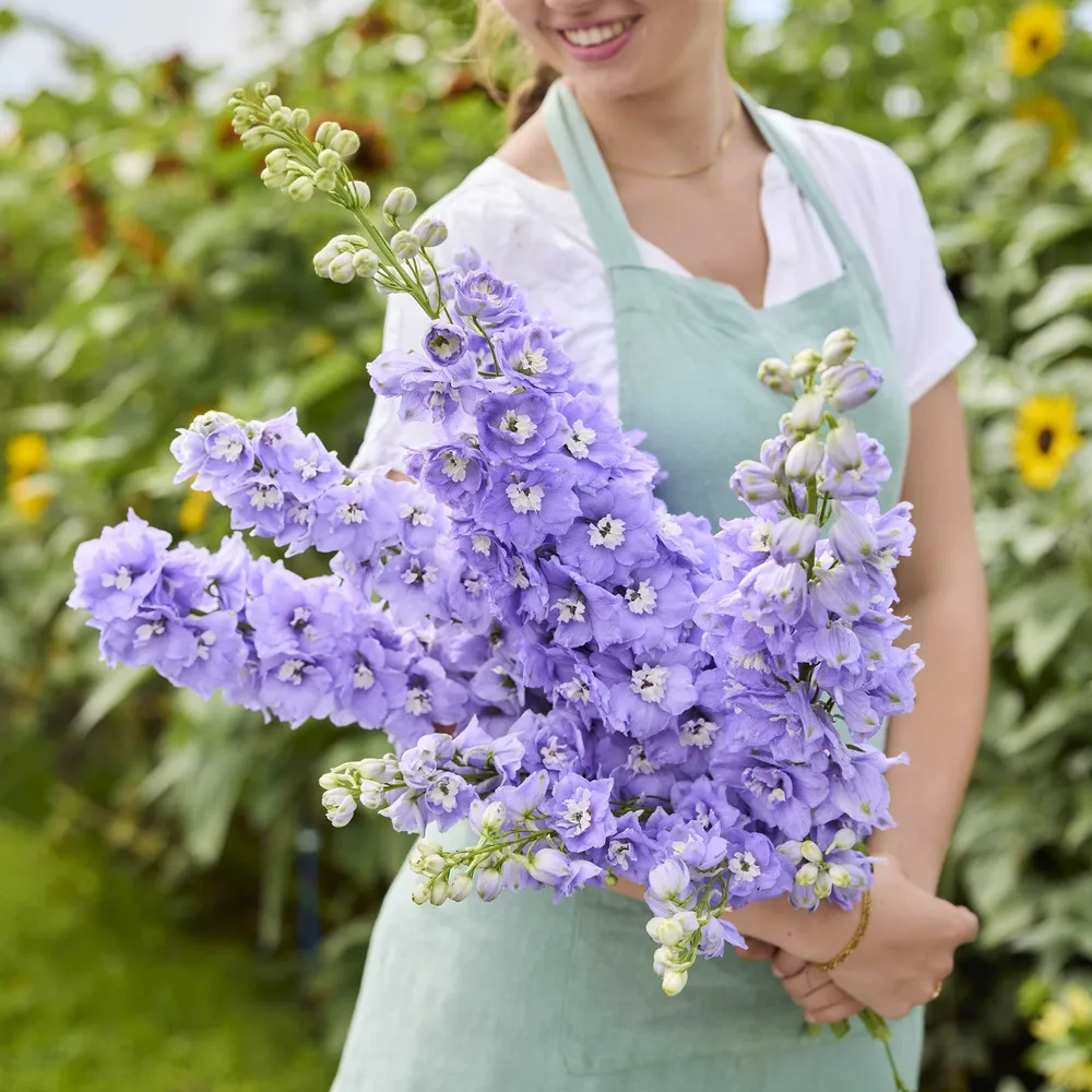 VEGSOW Aurora F1 Lavender Delphinium Seeds