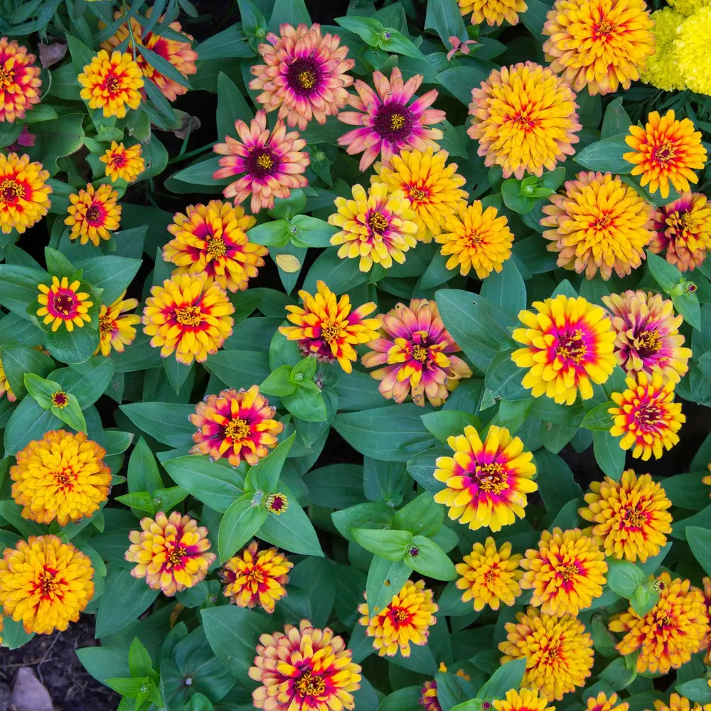 VEGSOW Zinnia Seeds - Zowie Yellow Flame