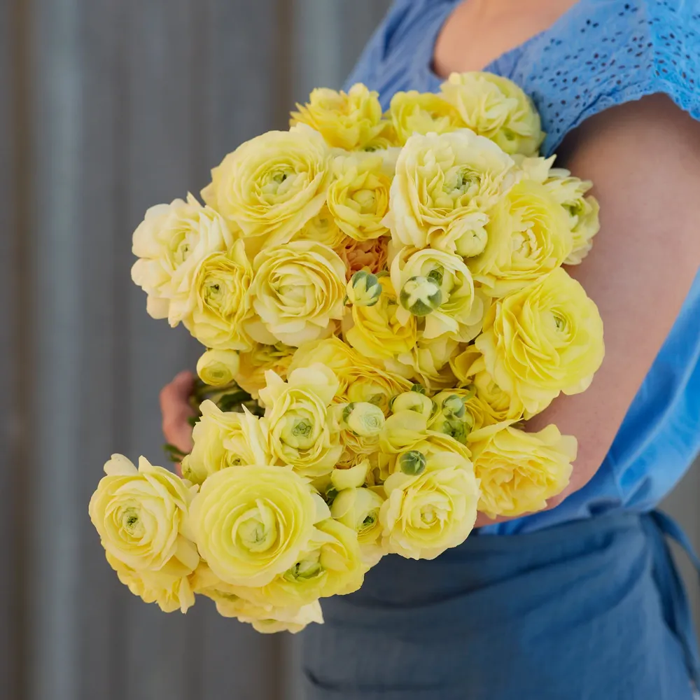 VEGSOW Cream Ranunculus Bulbs - Premium Quality Flower Bulbs