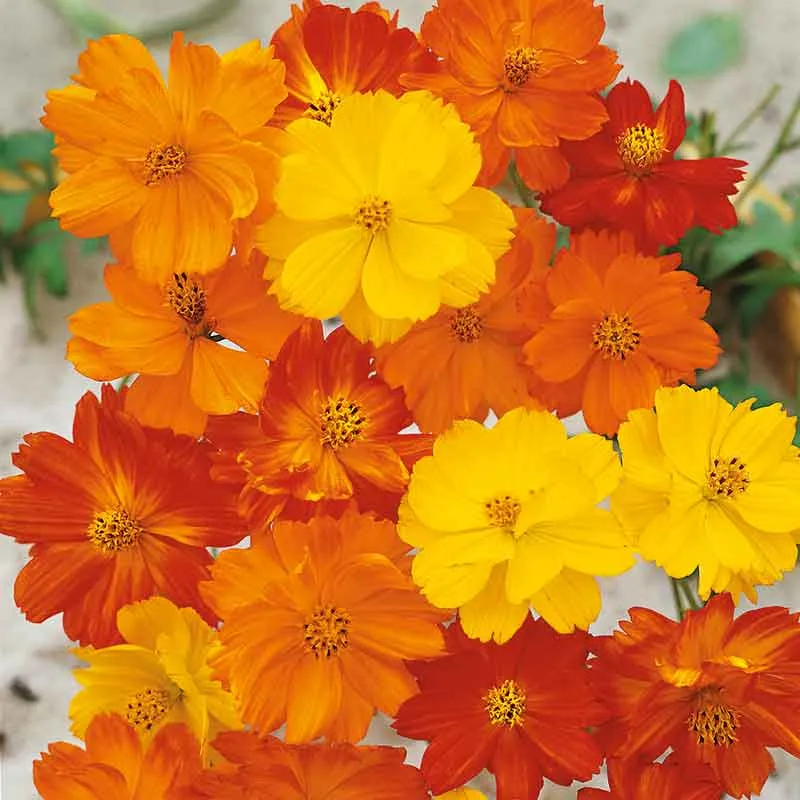 VEGSOW Polidor Mix Flower Seeds - Pollinator Friendly Garden Seed Assortment
