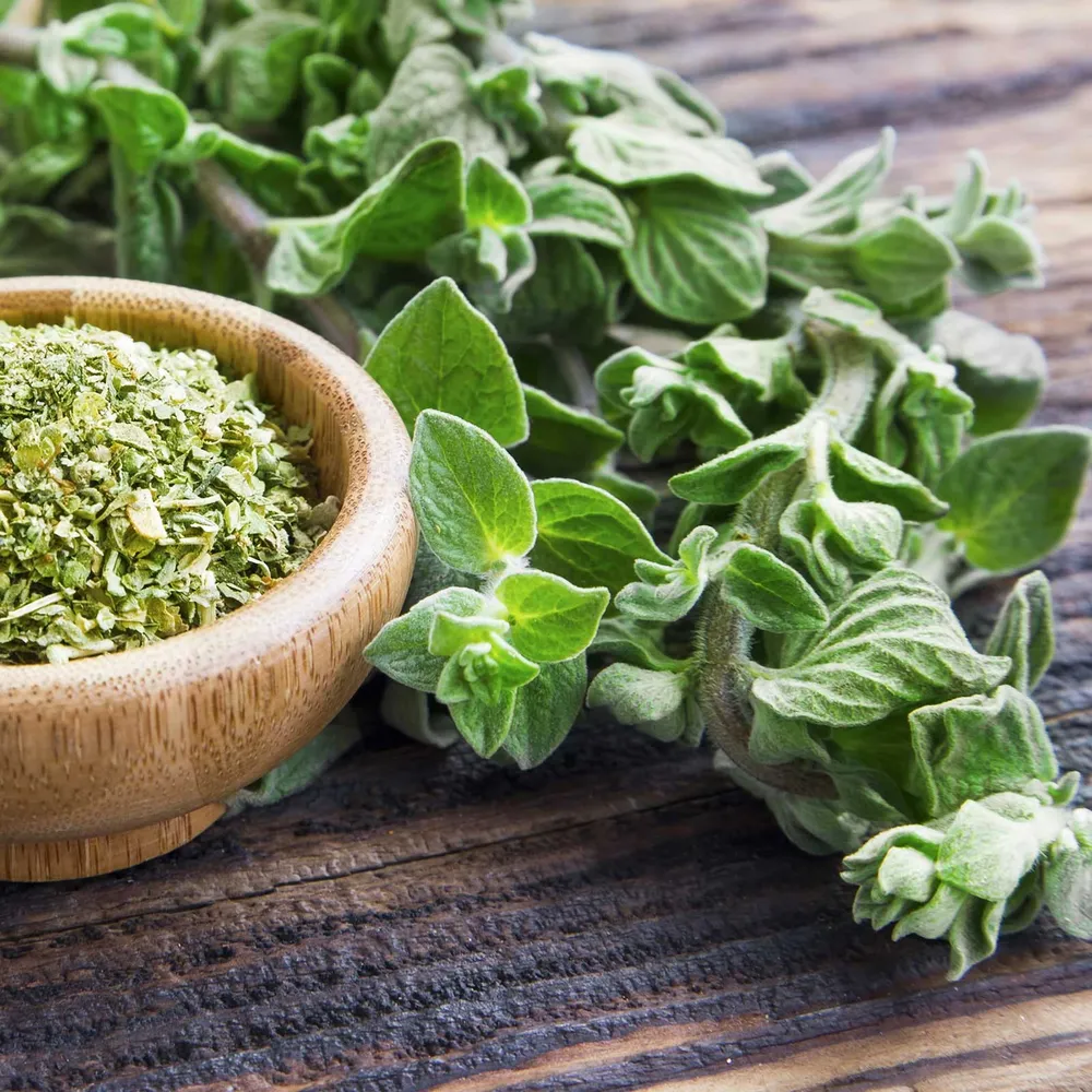 VEGSOW Organic Greek Oregano Seeds - Heirloom Culinary Herb