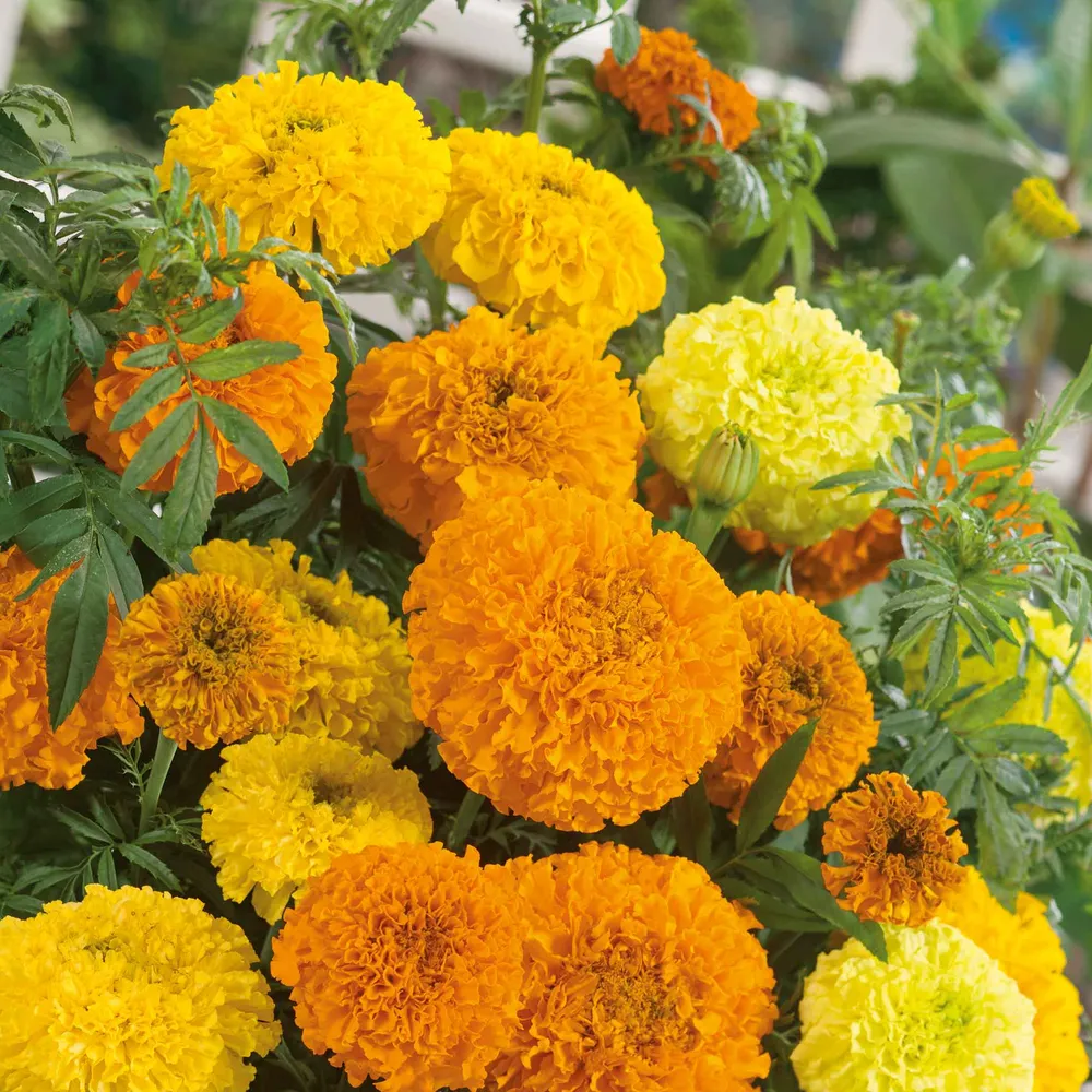 VEGSOW African Marigold Seeds - Sugar & Spice Mix