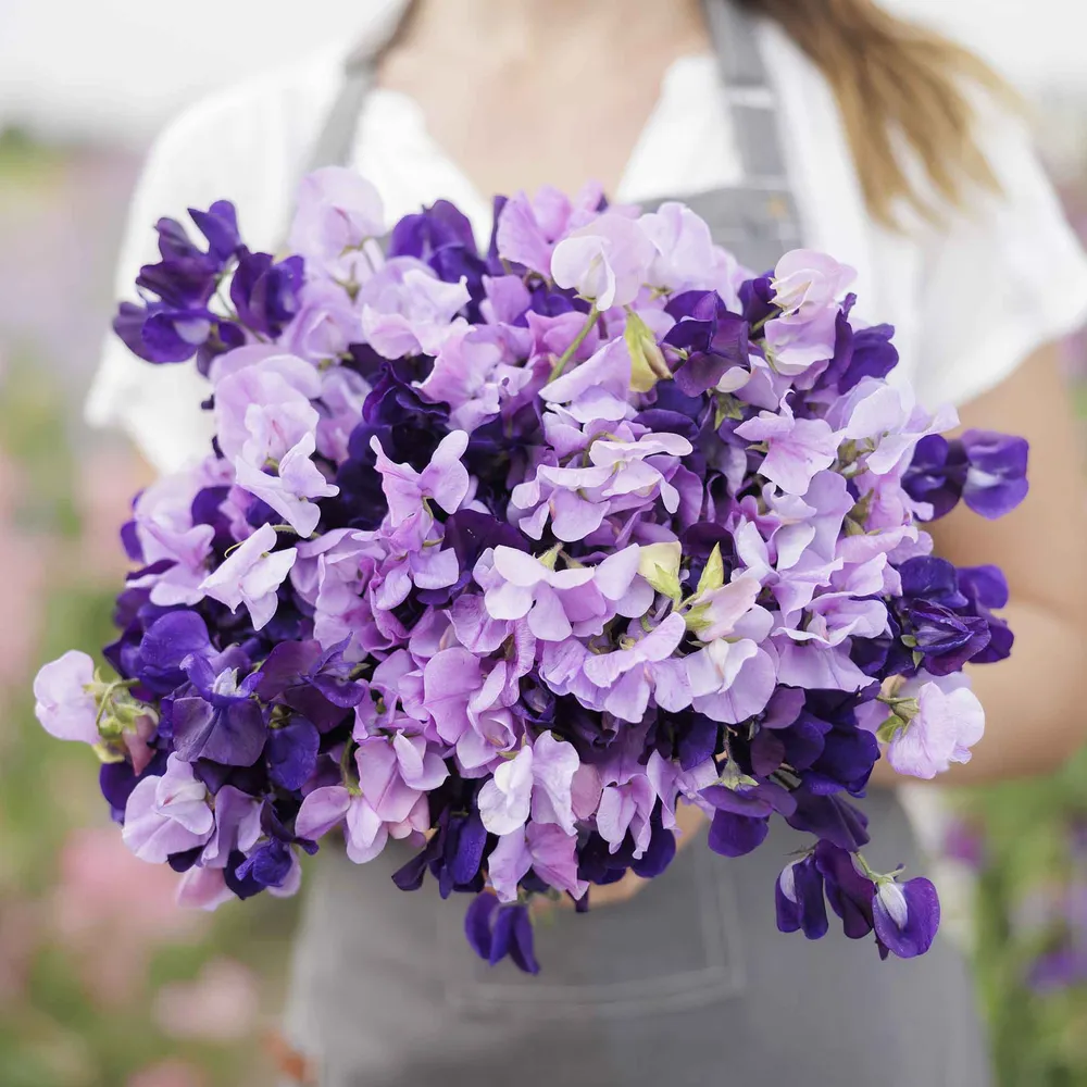 VEGSOW Sweet Pea Seeds - Purple Mix